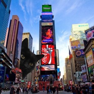 Ramses (sadly deceased in the meantime) was the cat of a friend of Ghost. In this (photoshop edited, of course) photo, he pays a visit to Times Square in New York as a king-kong cat.