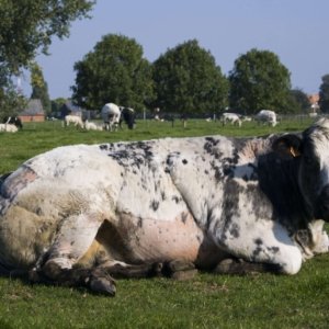 A cow (Belgian Blue) resting in a field.