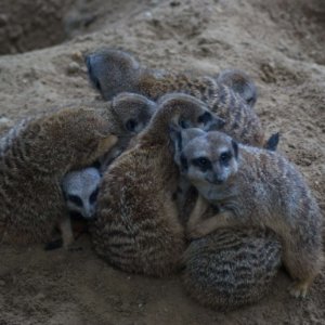 A family of meerkats