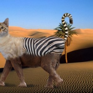 An animal made out of a lemur, zebra, elephant and a cat, so you get Lezebelecat. It was an exercise from during the photography course in the photoshop sub-course, where we had to learn to merge different images and fine-tune them with different photoshop tools.