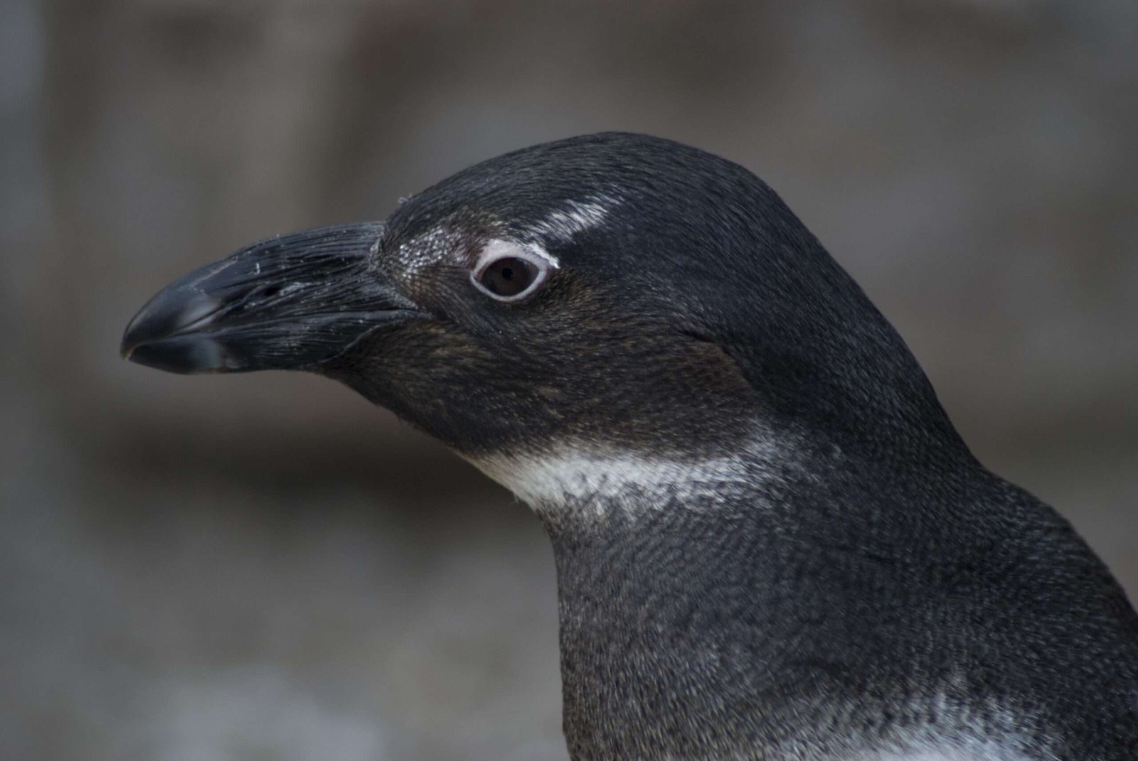 A close shot of a pinguin at the zoo. Ghost wasn't in the mood to travel to Antarctica to photograph them in their natural habitat.
