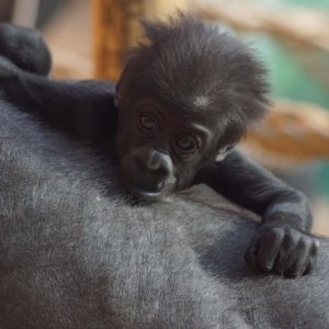 A Western lowland gorilla baby in the zoo, at the back of his mom.