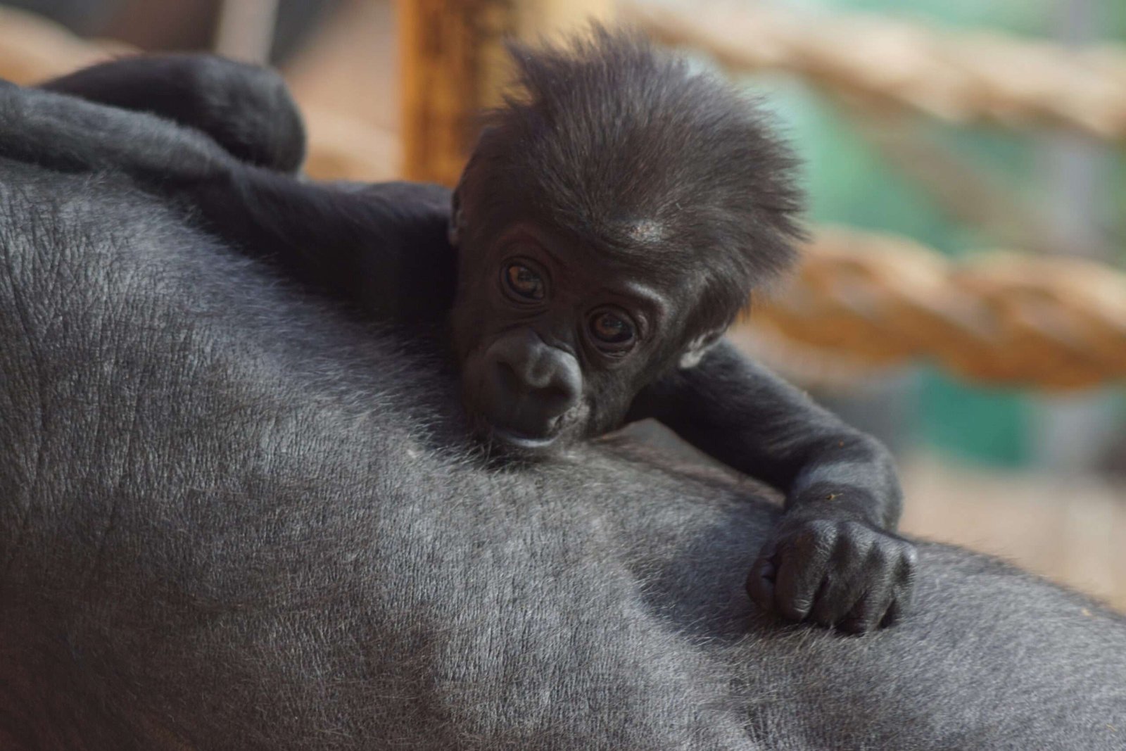 A Western lowland gorilla baby in the zoo, at the back of his mom.