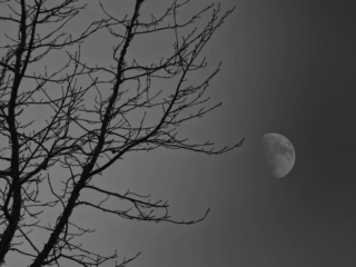 Morning Moon On a clear morning, Ghost photographed the moon in a somewhat unusual frame.