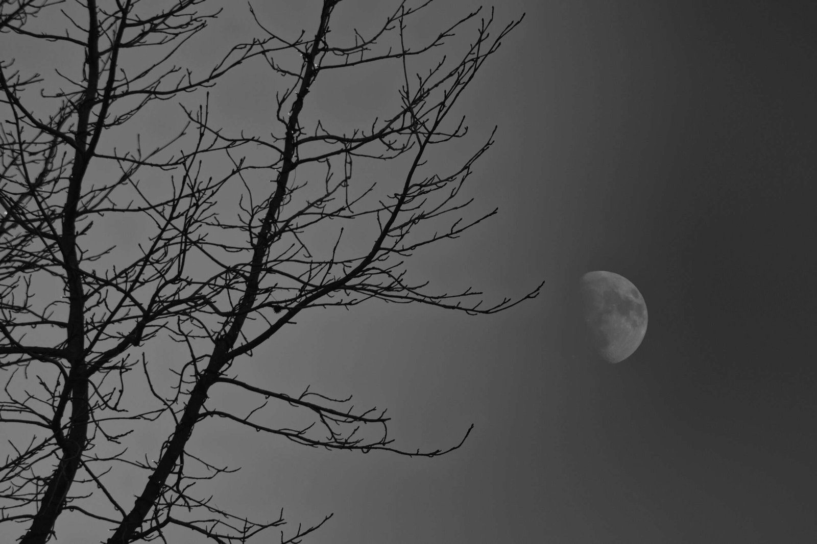 On a clear morning, Ghost photographed the moon in a somewhat unusual frame.